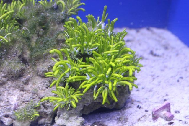  Neomeris annulata (Fuzzy Tip, Spindleweed, Finger Algae)
